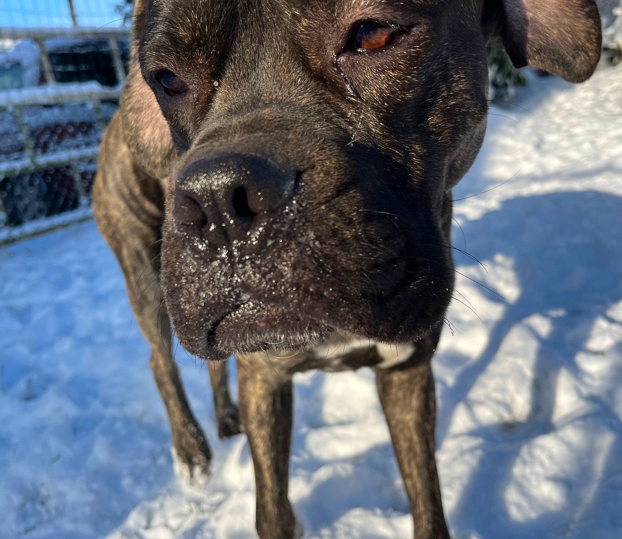 Tyson a rejoint le concours — aidez-le/la à gagner de superbes lots ! canidae, carnivore, collar, companion_dog, dog, dog_breed, dog_collar, fawn, guard_dog, molosser, pet_supply, snout, snow, sporting_group, terrestrial_animal, treeing_tennessee_brindle, whiskers, winter, working_animal, working_dog