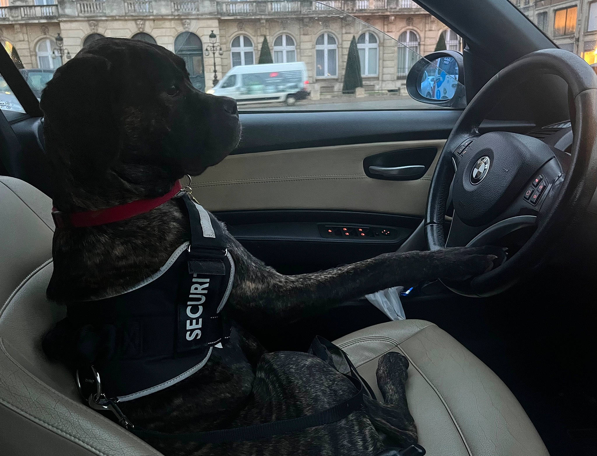 Tyson participe au concours pour gagner de l'argent avec cette photo : auto_part, automotive_design, automotive_exterior, automotive_mirror, automotive_tire, automotive_wheel_system, car, car_seat, car_seat_cover, center_console, dog, family_car, mode_of_transport, motor_vehicle, personal_luxury_car, steering_part, steering_wheel, vehicle, vehicle_door, wheel