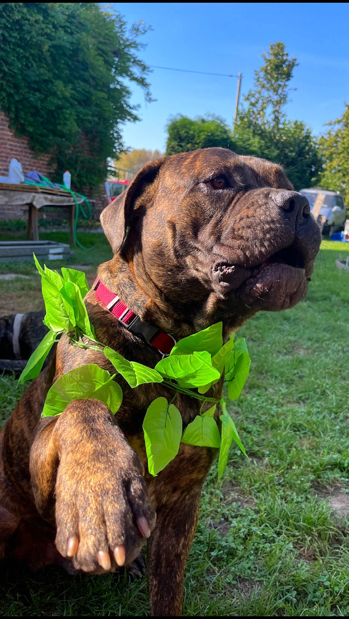 Tyger participe au concours pour gagner de l'argent avec cette photo : canidae, carnivore, collar, companion_dog, dog, dog_breed, fawn, grass, liver, mammal, plant, sky, snout, soil, sporting_group, terrestrial_animal, tree, vertebrate, working_animal, wrinkle