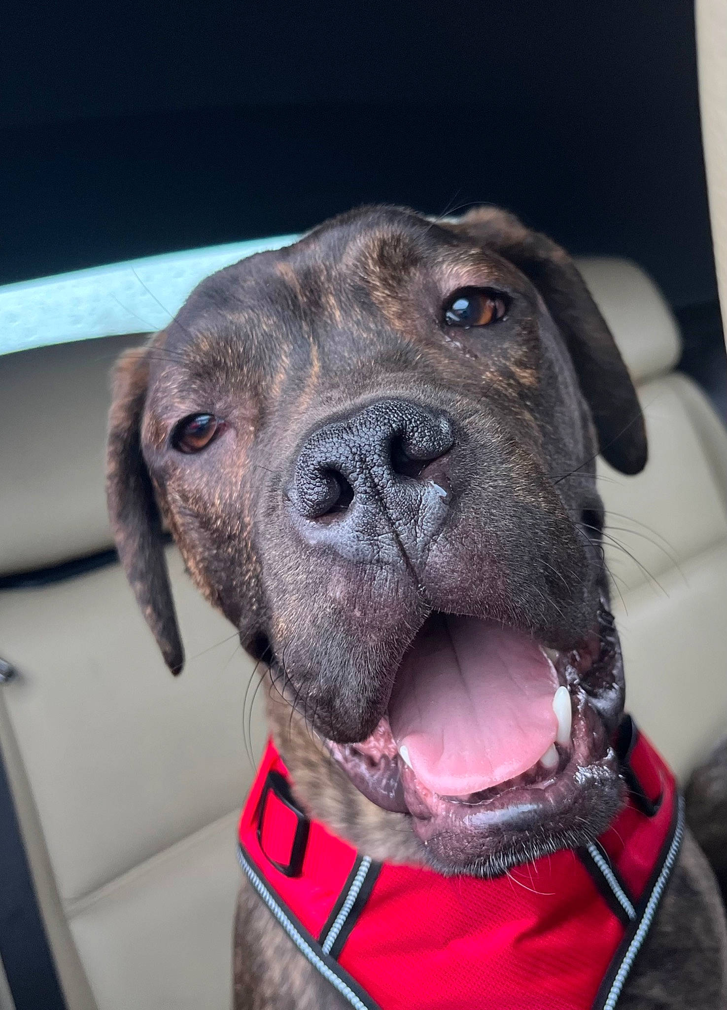 Tyger a rejoint le concours — aidez-le/la à gagner de superbes lots ! canidae, carnivore, collar, companion_dog, dog, dog_breed, dog_collar, dog_supply, fawn, fur, gun_dog, head, jaw, liver, pet_supply, snout, sporting_group, whiskers, working_animal, working_dog