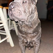 Bolt is registered to the contest to win money with this photo: animal, calm, canine, carpet, chair, companion, dog, domestic, furniture, gray_coat, household, indoor, large_dog, looking_away, mammal, pet, portrait, seated, short_hair, wrinkles