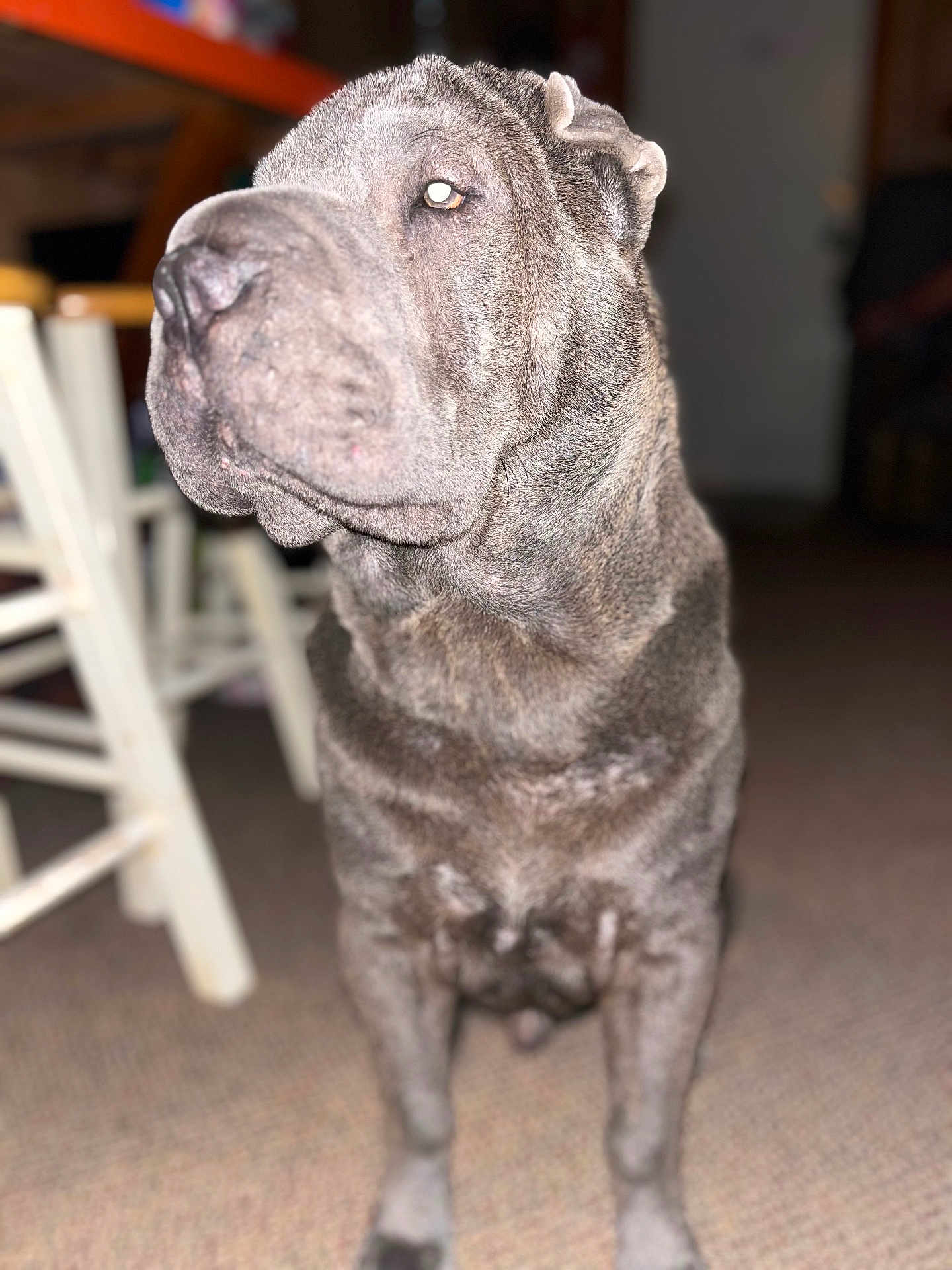 Bolt
