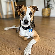 Snoopy participe au concours pour gagner de l'argent avec cette photo : dog, pet, indoor, wooden_floor, collar, tag, relaxed, brown, white, black, plant, blurred_background, furniture, modern, portrait, animal, laying_down, floor, ears, eyes