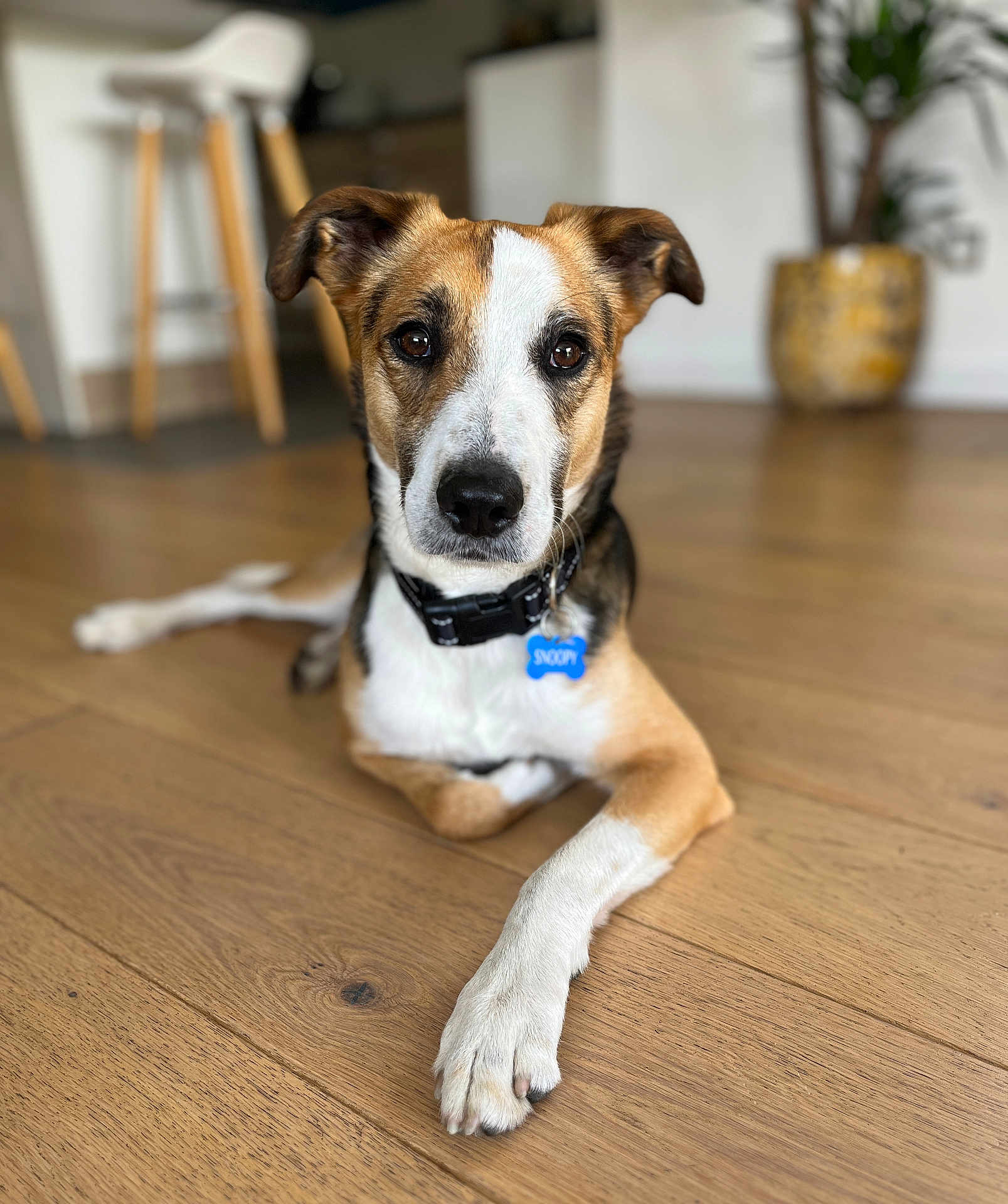 Snoopy participe au concours pour gagner de l'argent avec cette photo : dog, pet, indoor, wooden_floor, collar, tag, relaxed, brown, white, black, plant, blurred_background, furniture, modern, portrait, animal, laying_down, floor, ears, eyes