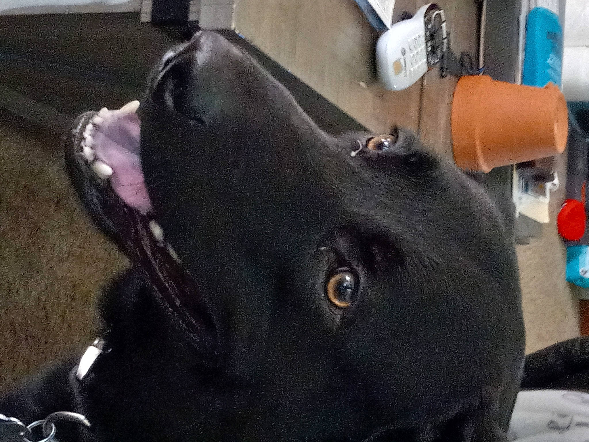 Happy joined the competition — help win amazing prizes! auto_part, automotive_tire, automotive_wheel_system, bag, canidae, dog_breed, electric_blue, elephant, fashion_accessory, fawn, fur, metal, non_sporting_group, personal_protective_equipment, snout, sporting_group, terrestrial_animal, working_animal