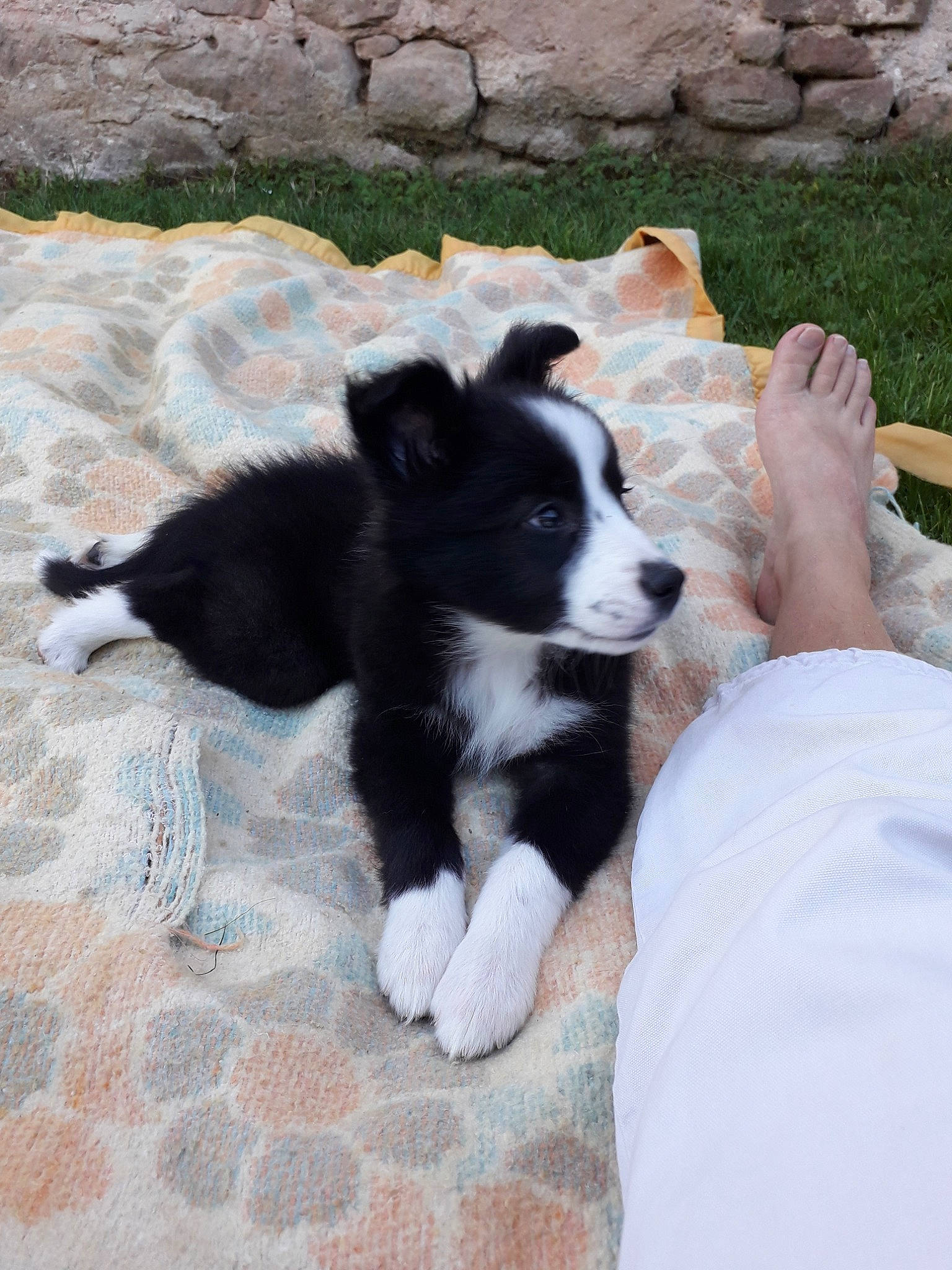 Peps' a rejoint le concours — aidez-le/la à gagner de superbes lots ! border_collie, canidae, carnivore, companion_dog, dog, dog_breed, herding_dog, karelian_bear_dog, laika, mammal, puppy, russo_european_laika, vertebrate