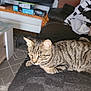 cat, tabby, pet, animal, indoor, feline, resting, alert, ears, whiskers, couch, table, living_room, household_items, texture, fur, striped, domestic, curious, home