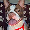 dog, pet, close_up, happy, tongue_out, red_harness, ears, brown_and_white, paw_prints, seat_cover, car_interior, animal, mammal, cute, playful, smiling, companion, domestic_animal, canine, friendly