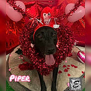 Piper is registered to the contest to win money with this photo: animal, balloon, black_dog, celebration, confetti, cute, decorations, dog, dog_bed, festive, headband, heart, indoor, monkey_plush, pet, pink, red, tinsel, tongue_out, valentines_day