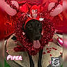 animal, balloon, black_dog, celebration, confetti, cute, decorations, dog, dog_bed, festive, headband, heart, indoor, monkey_plush, pet, pink, red, tinsel, tongue_out, valentines_day