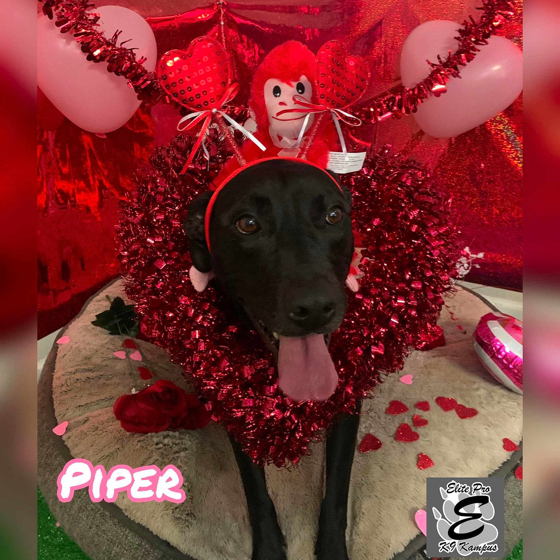 Piper