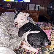 Brutus joined the competition — help win amazing prizes! puppy, dog, bed, blanket, indoor, furniture, television, dresser, fan, pet, black_and_white, curious, cozy, room, resting, animal, canine, domestic, cute, lying_down