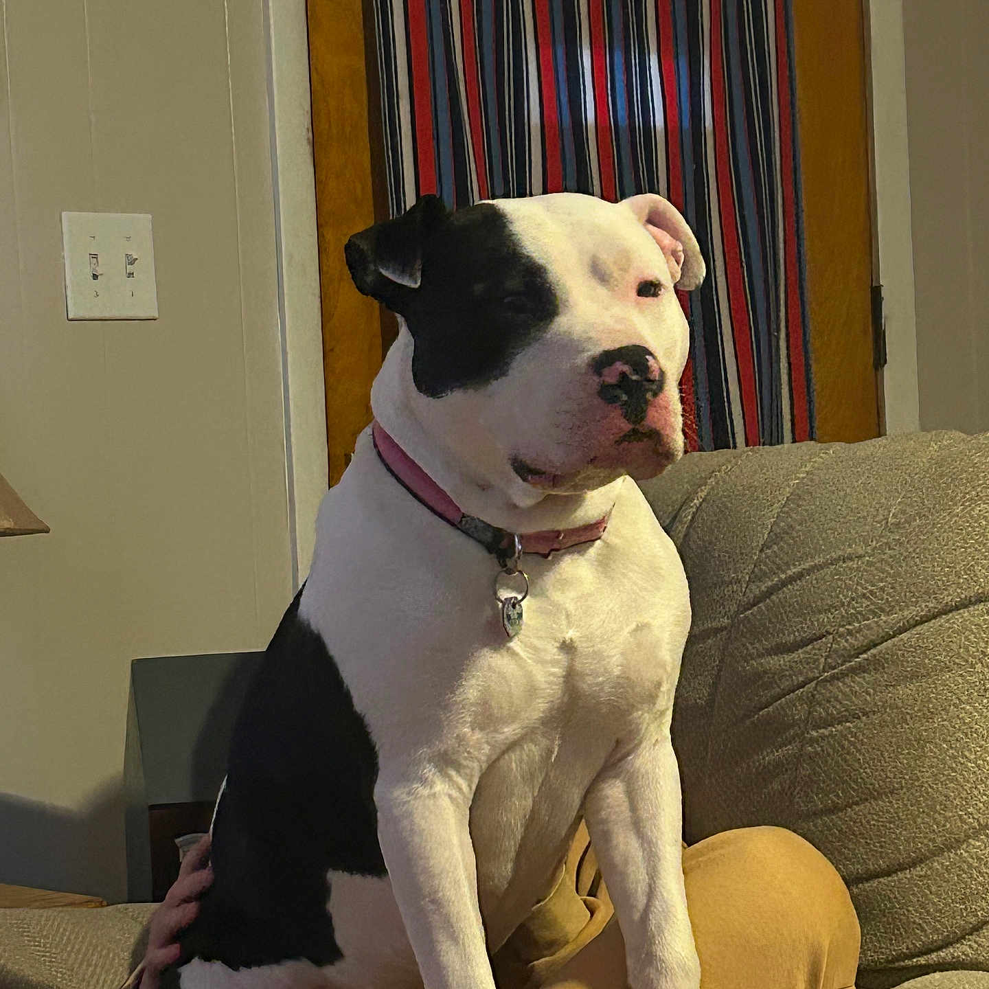 Brutus joined the competition — help win amazing prizes! animal, black_and_white, canine, companion, couch, cozy, dog, domestic_animal, door, furniture, household, indoor, living_room, person_hidden, pet, pink_collar, relaxed, resting, seated, striped_curtain