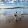 dog, puppy, white_dog, fluffy, beach, seashore, ocean, waves, sand, wet_sand, reflection, outdoor, seascape, sky, clouds, sunny, nature, cute, standing, shoreline