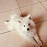 puppy, dog, white_fur, fluffy, small_dog, cute, lying_down, indoor, tile_floor, pet, animal, black_nose, dark_eyes, long_hair, paws, tail, portrait, home, floor, adorable