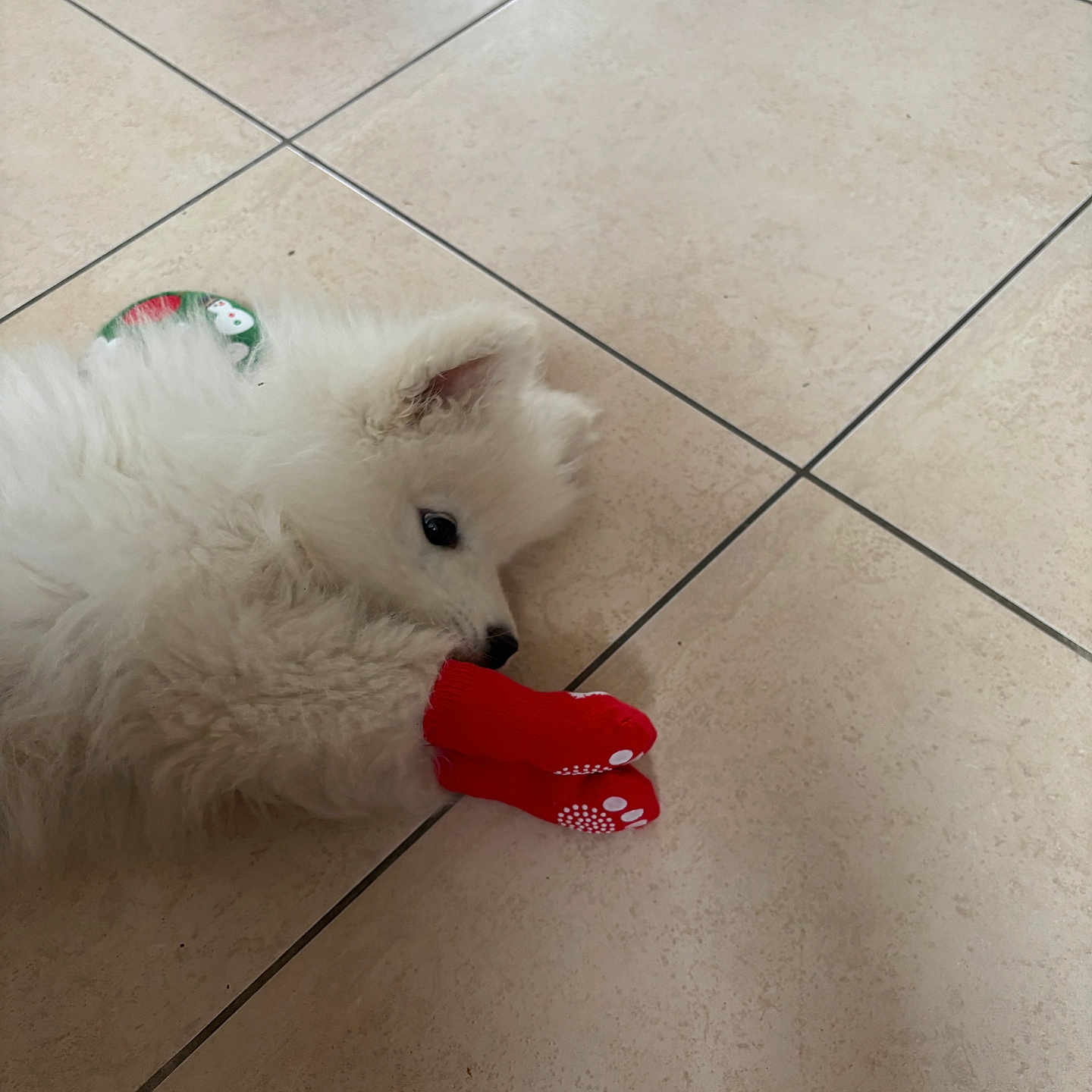 Blue participe au concours pour gagner de l'argent avec cette photo : puppy, dog, white_fur, fluffy, small_dog, lying_down, chewing, red_slipper, toy, pet, indoor, tiled_floor, home, cute, playful, black_nose, dark_eyes, festive_accessory, animal, portrait