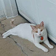 Harley is registered to the contest to win money with this photo: cat, animal, pet, white_cat, beige_cat, collar, red_tag, concrete_floor, crack, door, relaxed, lying_down, outdoor, curious, feline, domestic_cat, quiet, resting, side_view, close_up