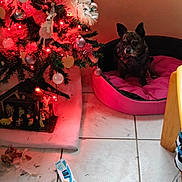 Rock a rejoint le concours — aidez-le/la à gagner de superbes lots ! black, box, christmas_tree, cozy, decorations, dog, festive, floor_tiles, holiday, indoor, nativity_scene, ornaments, pet_bed, pine_needles, pink, red_lights, resting, small_dog, soft_lighting, wooden_furniture