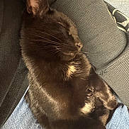 Mia joined the competition — help win amazing prizes! black_cat, sleeping, cat, pet, lap, jeans, sofa, whiskers, ear, paw, fur, nap, cozy, close_up, indoor, domestic_animal, fabric, relaxation, portrait, home