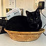 Mia is registered to the contest to win money with this photo: cat, black_cat, wicker_basket, basket, countertop, indoor, pet, yellow_eyes, fur, ears, portrait, sitting, close_up, power_outlet, charger, papers, home, relaxed, domestic_animal, curiosity