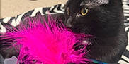 Mia is registered to the contest to win money with this photo: cat, black_cat, feather_toy, pink_feathers, paw, claws, yellow_eyes, close_up, indoor, bedroom, blanket, zebra_pattern, carpet, toy, playful, pet, portrait, furniture, domestic_animal, kitten