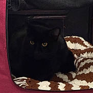 Jack is registered to the contest to win money with this photo: animal, black_cat, blanket, box, carrier, cat, close_up, cozy, cute, fabric, feline, fur, indoor, pet, portrait, resting, soft, textile, yellow_eyes, zipper