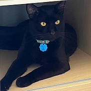 Jack joined the competition — help win amazing prizes! cat, black_cat, yellow_eyes, collar, tag, wooden_shelf, indoor, pet, feline, resting, cubicle, paw, whiskers, animal, domestic_cat, quiet, relaxed, fur, close_up, shadow