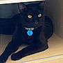 cat, black_cat, yellow_eyes, collar, tag, wooden_shelf, indoor, pet, feline, resting, cubicle, paw, whiskers, animal, domestic_cat, quiet, relaxed, fur, close_up, shadow