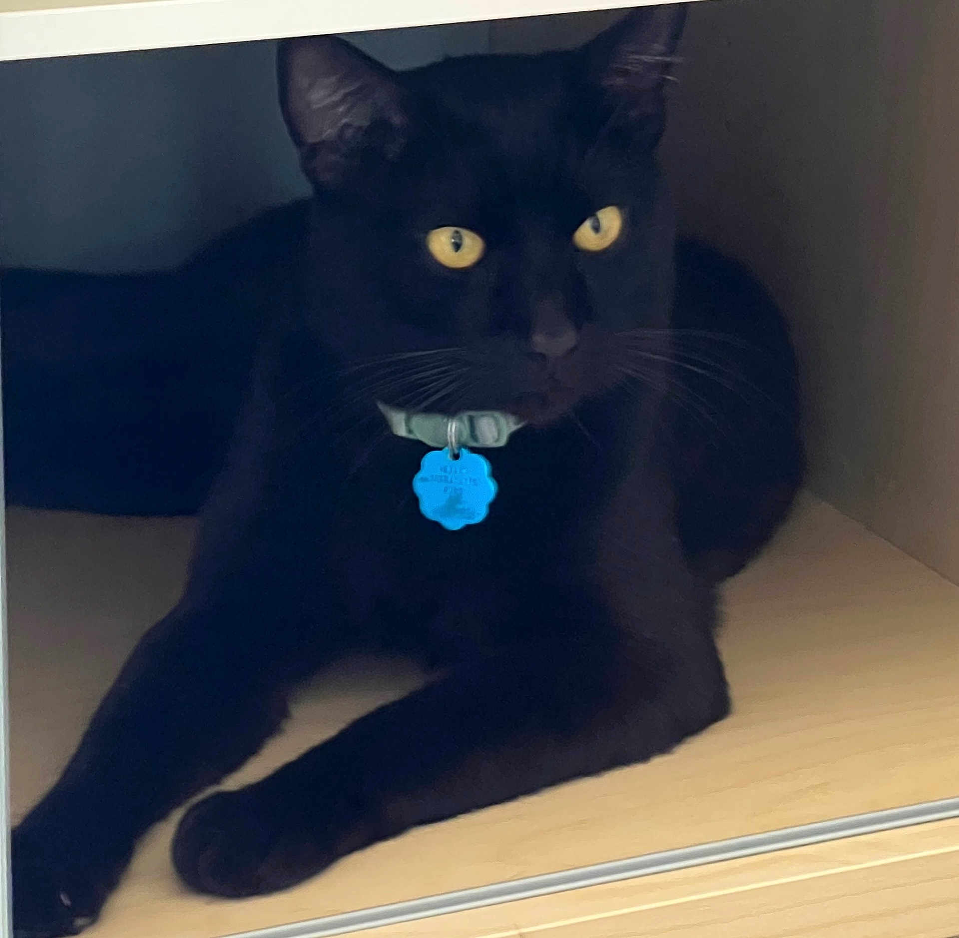 Jack joined the competition — help win amazing prizes! cat, black_cat, yellow_eyes, collar, tag, wooden_shelf, indoor, pet, feline, resting, cubicle, paw, whiskers, animal, domestic_cat, quiet, relaxed, fur, close_up, shadow