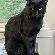 Jack is registered to the contest to win money with this photo: animal, black_cat, cat, close_up, domestic_cat, ears, eyes, feline, fur, household, indoor, looking, mammal, one_cat, pet, portrait, sitting, whiskers, window, wooden_surface