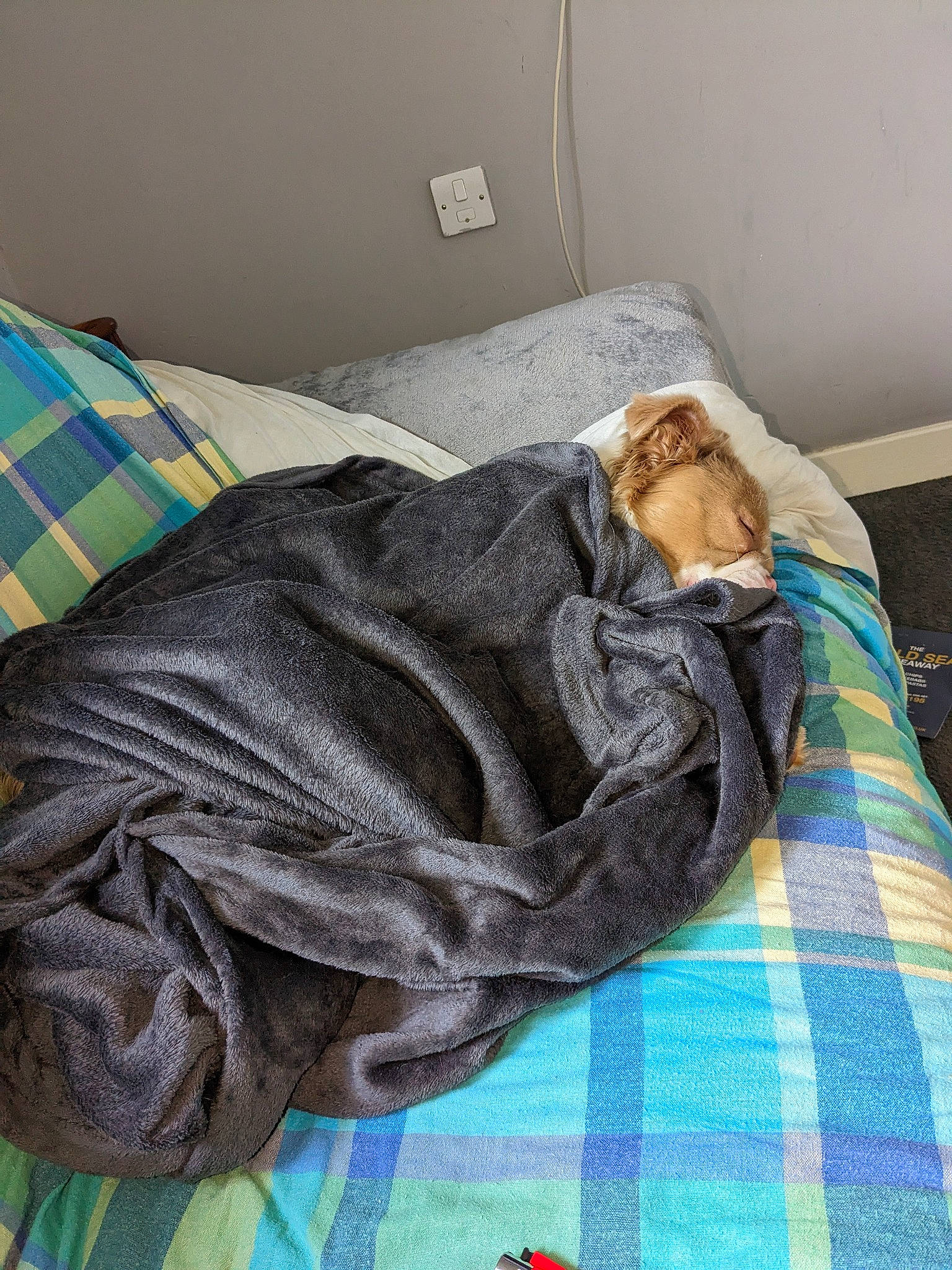 Pandora joined the competition — help win amazing prizes! baby_toddler_clothing, bed_sheet, bedding, bedroom, blanket, carnivore, comfort, fur, grey, linens, nap, pattern, plaid, room, sleeve, tartan, textile, window, wood, woven_fabric