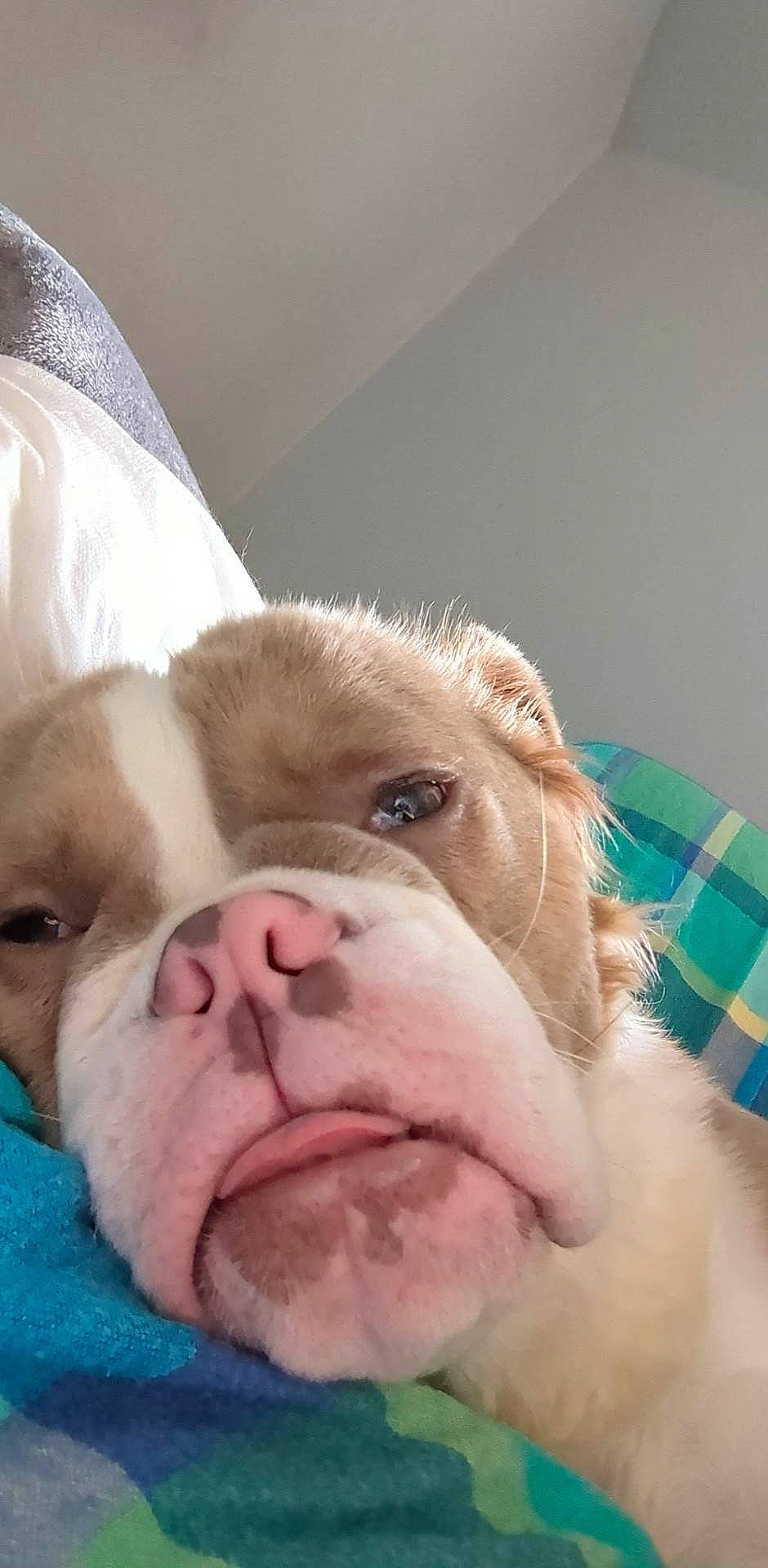 Pandora joined the competition — help win amazing prizes! bedtime, bulldog, canidae, carnivore, comfort, companion_dog, dog, dog_breed, fawn, fur, liver, nap, paw, scar, snout, sporting_group, terrestrial_animal, whiskers, working_animal, wrinkle