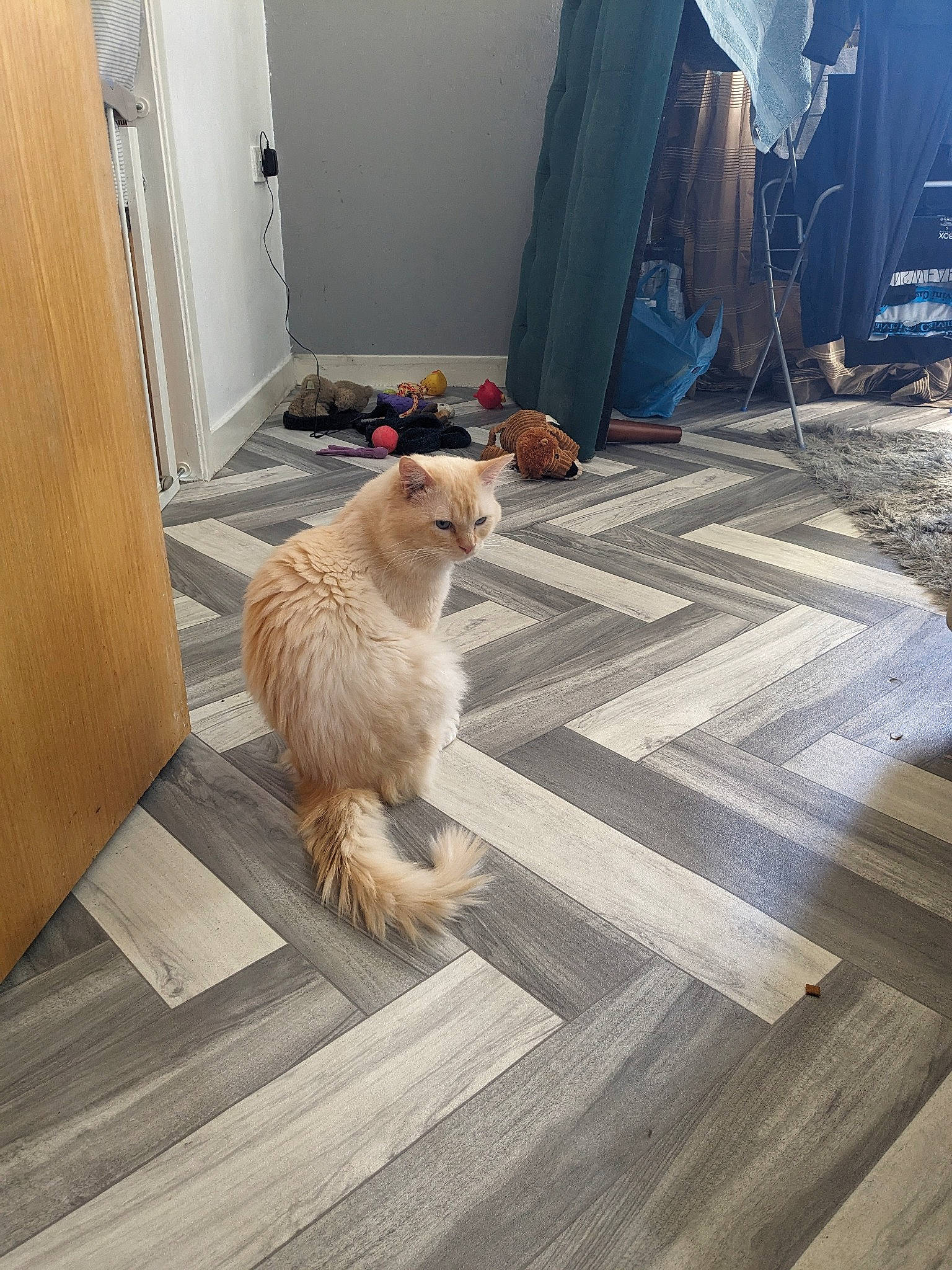 Diego is registered to the contest to win money with this photo: carnivore, cat, companion_dog, dog_breed, fawn, felidae, floor, flooring, fur, grey, hardwood, laminate_flooring, mammal, road_surface, small_to_medium_sized_cats, snout, tail, whiskers, wood, wood_stain