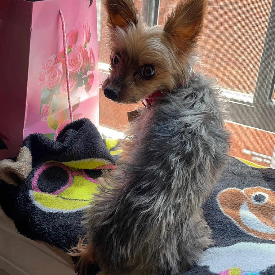 Leo is registered to the contest to win money with this photo: accessories, animal, bag, canine, cat, chihuahua, cockerspaniel, couch, dog, furniture, handbag, hound, papillon, pet, poodle, puppy, terrier, toy, window, windowsill