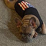 american_flag, animal, black_shirt, brown_dog, carpet, companion, cute, dog, domestic_animal, ears, french_bulldog, fur, indoor, looking, lying_down, mammal, pet, relaxed, resting, small_dog