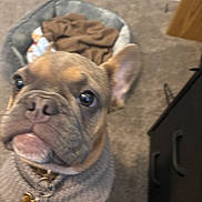 Jesse is registered to the contest to win money with this photo: animal, brown, carpet, close_up, collar, cozy, cute, dog, dog_bed, ears, face, french_bulldog, furniture, home, indoor, nose, pet, pet_accessory, puppy, sweater