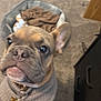 animal, brown, carpet, close_up, collar, cozy, cute, dog, dog_bed, ears, face, french_bulldog, furniture, home, indoor, nose, pet, pet_accessory, puppy, sweater