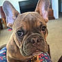 Jesse joined the competition — help win amazing prizes! animal, carpet, clock, close_up, colorful, companion, cute, dog, ears, eyes, french_bulldog, furniture, indoors, lap, living_room, looking, pajama_pants, pet, puppy, television