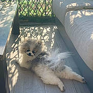 Aston participe au concours pour gagner de l'argent avec cette photo : animal, bench, calm, cozy, cushion, cute, daylight, dog, fluffy, fur, home, indoor, laying_down, pet, puppy, relaxing, shadow, small_dog, sunlight, wooden_floor