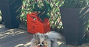 Aston participe au concours pour gagner de l'argent avec cette photo : cute, decor, dog, fluffy, greenery, hermes, home, orange, outdoor, patio, pet, plant, planter, relaxing, shadow, small_dog, sunlight, topiary, toy, wooden_floor