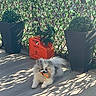 cute, decor, dog, fluffy, greenery, hermes, home, orange, outdoor, patio, pet, plant, planter, relaxing, shadow, small_dog, sunlight, topiary, toy, wooden_floor