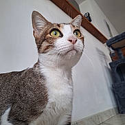 Simone a rejoint le concours — aidez-le/la à gagner de superbes lots ! cat, tabby, indoor, pet, animal, feline, curious, green_eyes, whiskers, floor, cat_tree, wall, home, fur, tail, close_up, looking_up, domestic, mammal, portrait