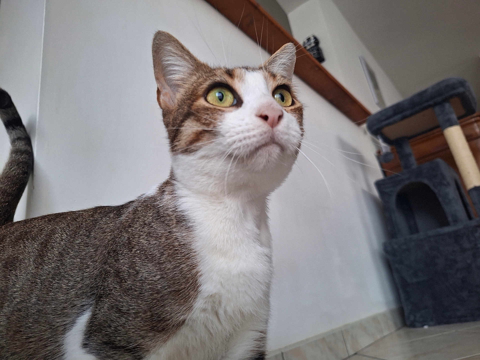 Simone a rejoint le concours — aidez-le/la à gagner de superbes lots ! cat, tabby, indoor, pet, animal, feline, curious, green_eyes, whiskers, floor, cat_tree, wall, home, fur, tail, close_up, looking_up, domestic, mammal, portrait