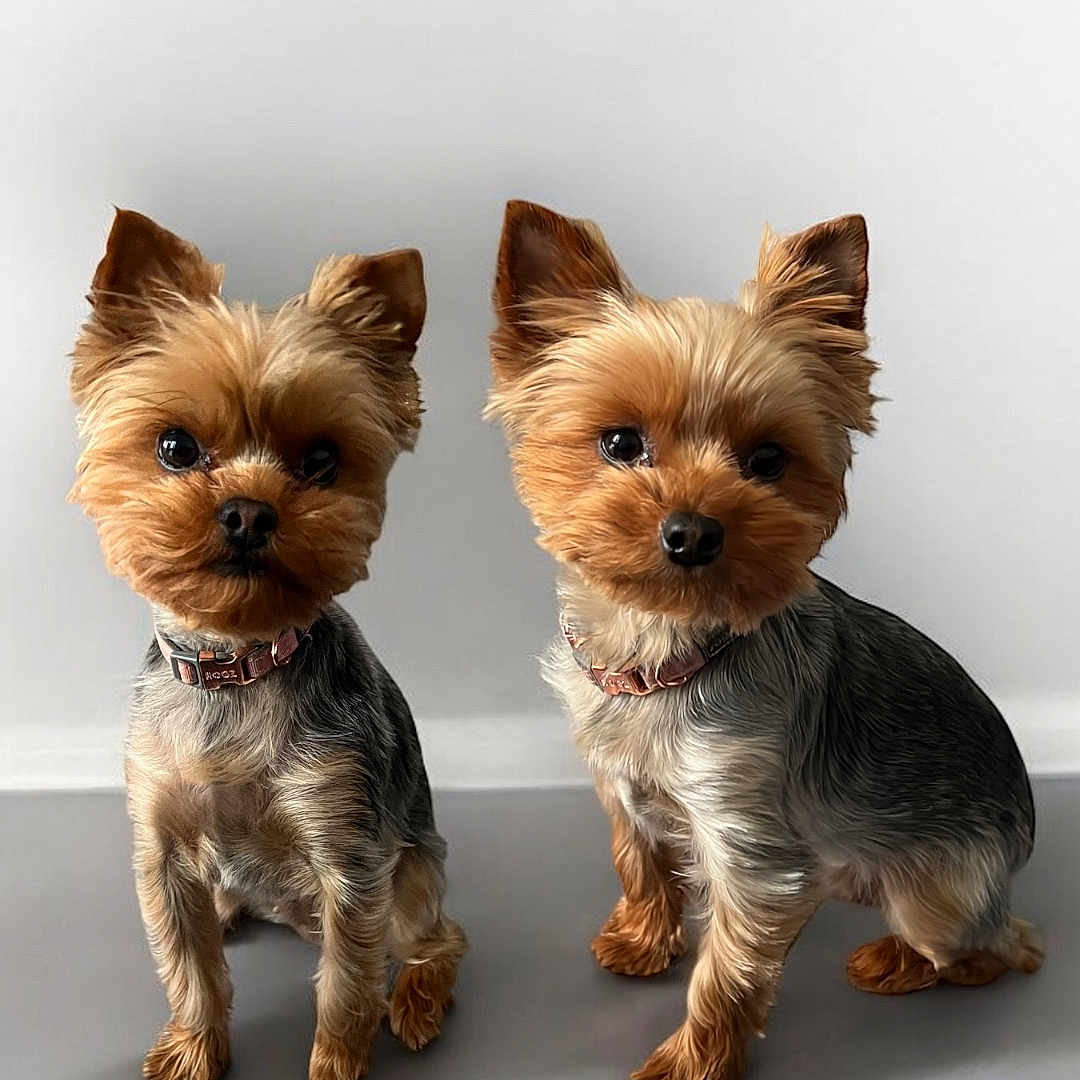 Myla Jenna a rejoint le concours — aidez-le/la à gagner de superbes lots ! adorable, animal, collar, companions, curious, cute, dog, domestic_animal, ears, fluffy, friendly, fur, indoor, looking, pet, portrait, sitting, small_dog, two_dogs, yorkshire_terrier