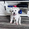 dog, white_dog, pet, indoor, wooden_floor, cabinet, dumbbells, black_case, happy, sitting, fur, tongue_out, collar, tag, smiling, home, floor, furniture, clean, cute