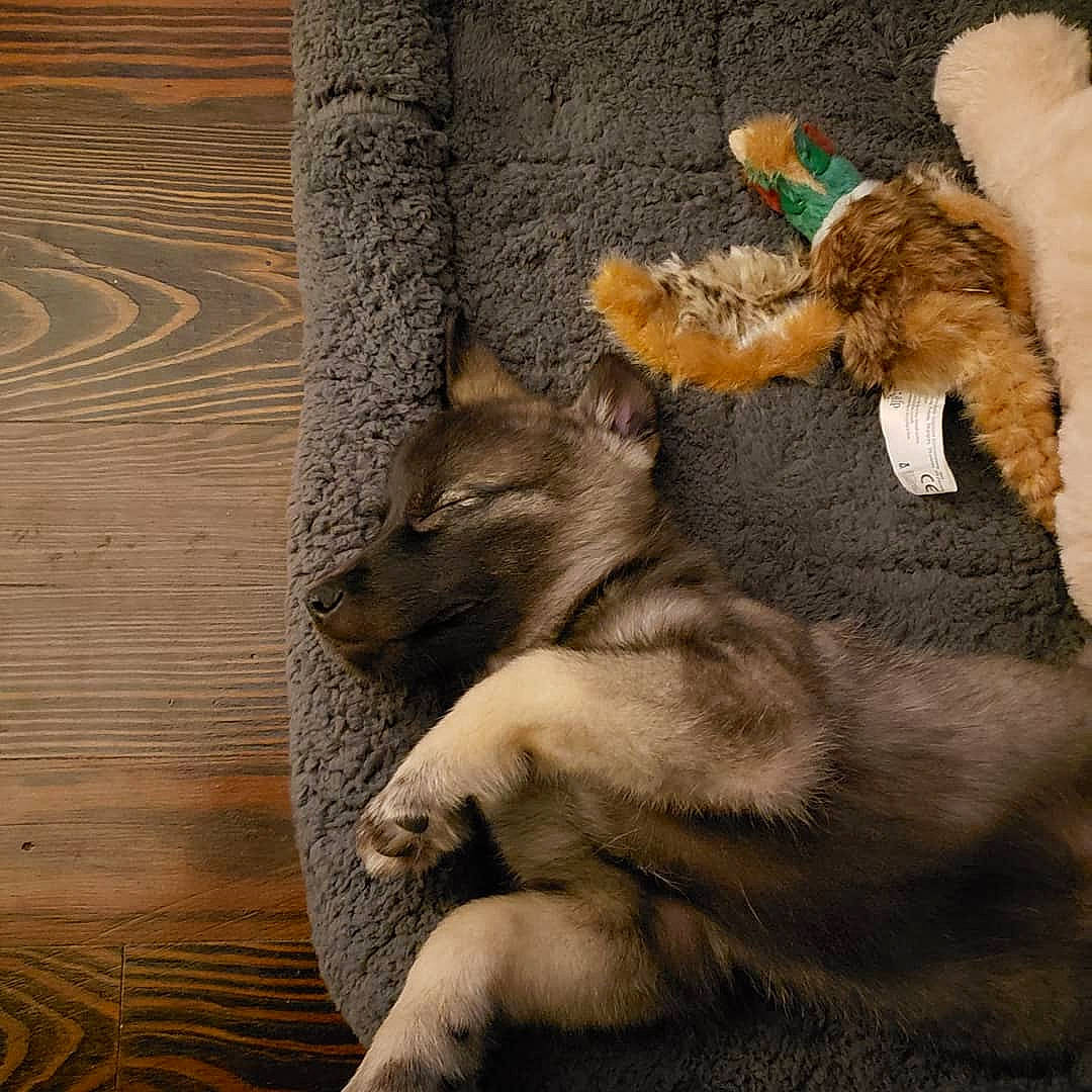 Freya joined the competition — help win amazing prizes! canidae, canis, carnivore, companion_dog, dog, dog_breed, fawn, felidae, flooring, fur, hardwood, nap, paw, small_to_medium_sized_cats, snout, sporting_group, tail, toy, wood, wood_flooring