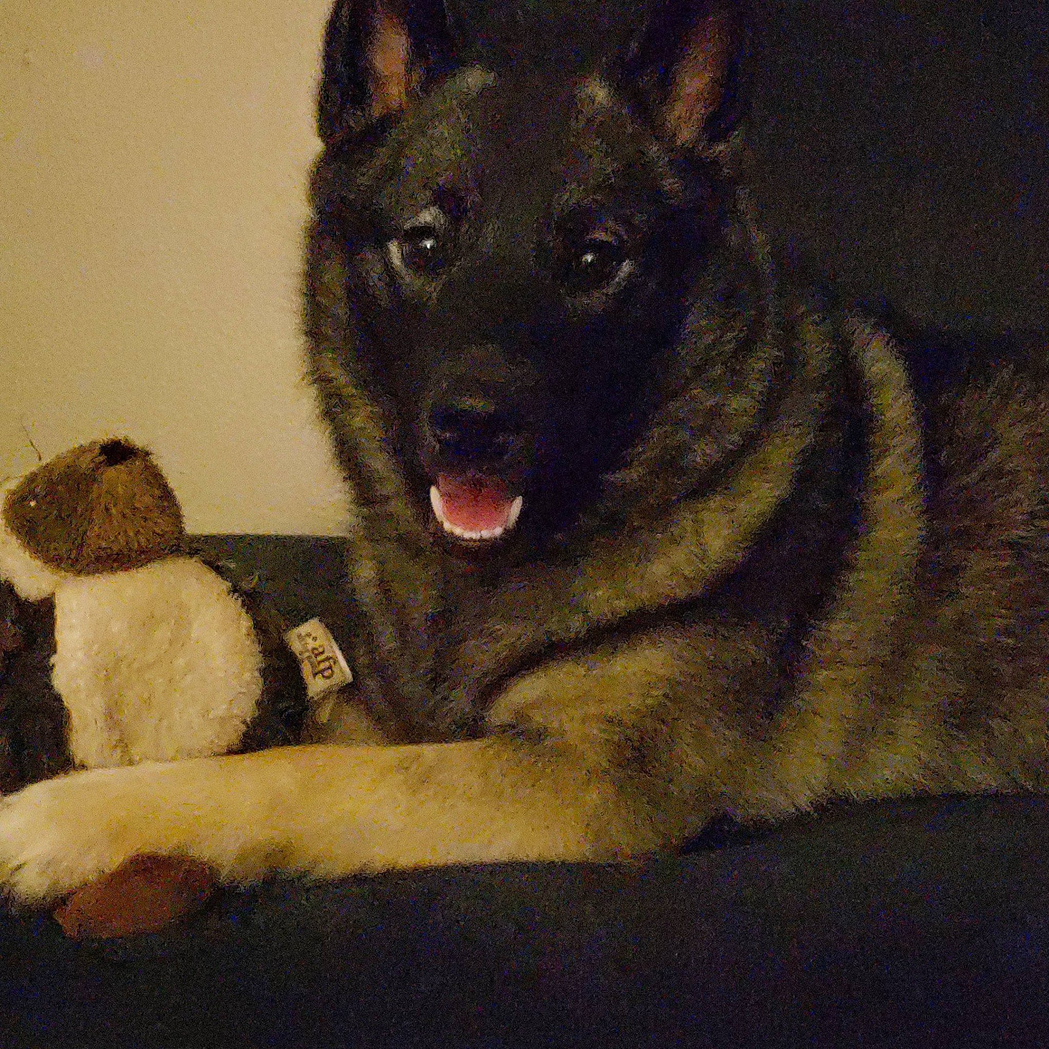 Freya is registered to the contest to win money with this photo: art, canidae, canis, carnivore, companion_dog, dog, dog_breed, fawn, fur, guard_dog, herding_dog, king_shepherd, paw, snout, sporting_group, terrestrial_animal, whiskers, window, working_animal, working_dog