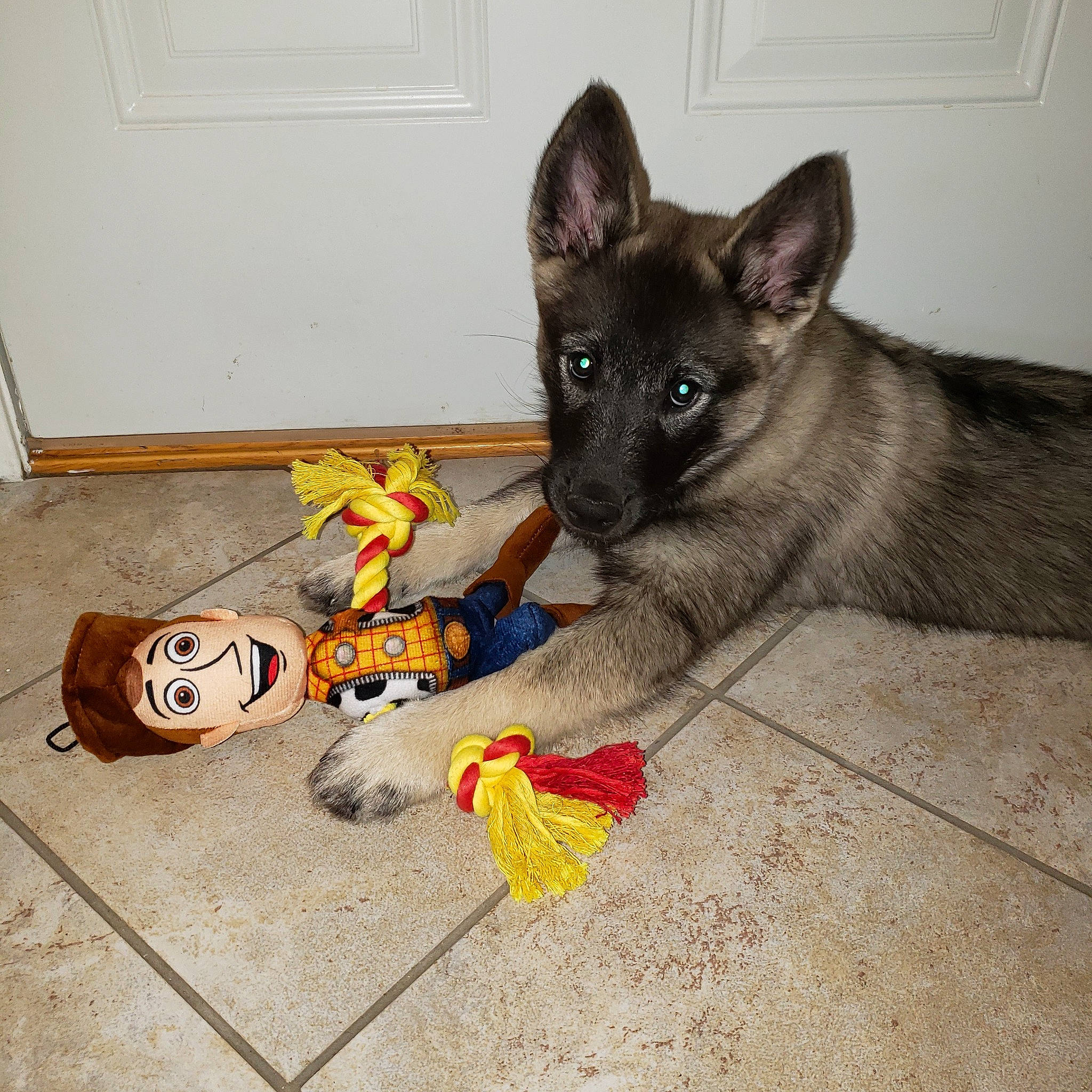 Freya joined the competition — help win amazing prizes! canidae, carmine, carnivore, companion_dog, dog, dog_breed, dog_supply, door, fawn, felidae, flooring, fur, paw, plush, snout, sporting_group, stuffed_toy, tail, toy, whiskers