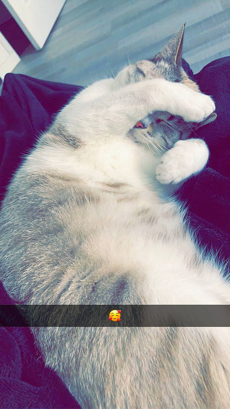 Loucky a rejoint le concours — aidez-le/la à gagner de superbes lots ! carnivore, cat, domestic_short_haired_cat, electric_blue, felidae, fur, magenta, paw, small_to_medium_sized_cats, tail, whiskers