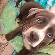 Bear is registered to the contest to win money with this photo: puppy, dog, blue_eyes, blanket, soft_texture, close_up, pet, cute, young, animal, indoor, fur, whiskers, curious, lying_down, brown_fur, white_markings, paw, nose, tail